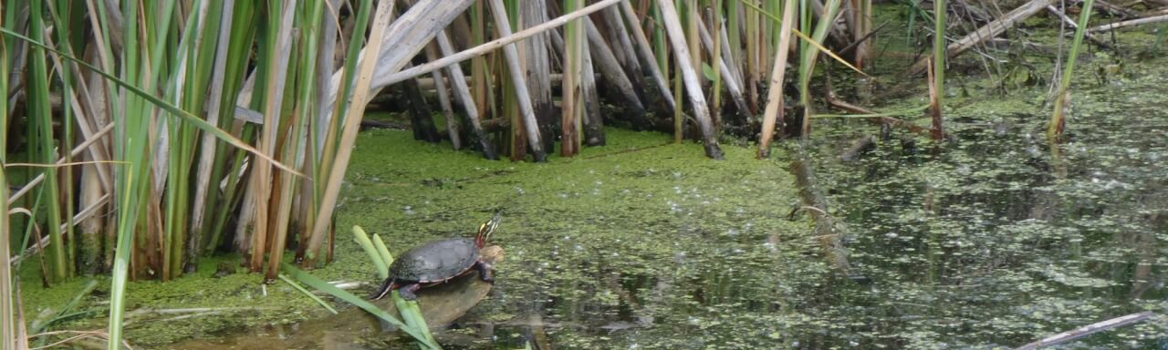 A turtle sunbathing on a log near cattails.